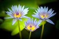 Blue Egyptian water lilies