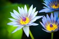 Blue Egyptian water lilies