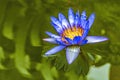 Blue Egyptian Water Lily Vizcaya Garden Miami Florida