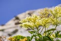 Blue Elderberry flowers Sambucus nigra ssp..caerulea, Eastern Sierra Mountains, California