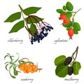 Blue elderberry, ripe eglantine, fresh seaberry and sweet mulberry Royalty Free Stock Photo