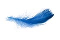 Blue elegant bird feather isolated on the white background