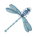 Blue elegant dragonfly watercolor high quality illustration. Hand drawn beautiful meadow and river  insect. Single dragonfly image Royalty Free Stock Photo