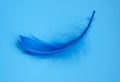 Blue elegant feather on blue background