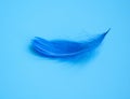 Blue elegant feather on blue background