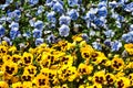 Blue and ellow pansies Royalty Free Stock Photo