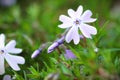 Blue Emerald phlox bloom and buds