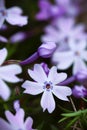 Blue Emerald phlox bud among blooms, bloom in focus