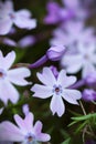 Blue Emerald phlox bud among blooms, bud in focus