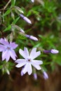 Blue Emerald phlox blooms and buds, vertical