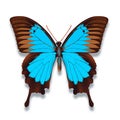 The blue emperor butterfly in blue and black colours Royalty Free Stock Photo