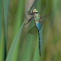 Blue Emperor Dragonfly with Broken Wings