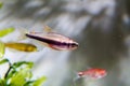 Blue Emperor Tetra Royalty Free Stock Photo