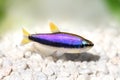 Blue Emperor TetraÃÂ Inpaichthys kerri tropical aquarium fish Royalty Free Stock Photo