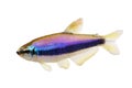 Blue Emperor TetraÃâÃÂ Inpaichthys kerri tropical aquarium fish isolated Royalty Free Stock Photo