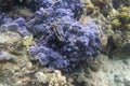 Blue encrusting coral in Togian island Royalty Free Stock Photo