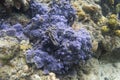 Blue encrusting coral Royalty Free Stock Photo