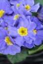 Blue English Primrose