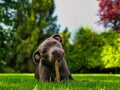 Blue english Staffordshire bull terrier puppy lying down in Czech Republic