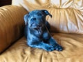Blue english staffordshire bull terrier puppy lying on sofa Royalty Free Stock Photo