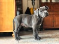 Blue english staffordshire bull terrier puppy posing indoors during lockdown