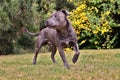 Blue english staffordshire bull terrier in spring