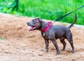 Blue English Staffordshire Bull Terrier standing on dog playground