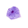 Blue epithelial cell Royalty Free Stock Photo