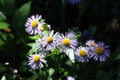 Blue Erigeron flower in the shade