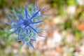 Blue Eryngium planum or Sea holly thistles