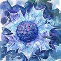 Blue eryngium flower. Hand drawn watercolor