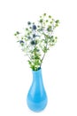 Blue eryngo flower in blue ceramic vase isolated on white background Royalty Free Stock Photo