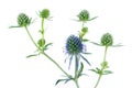 Blue eryngo flower isolated on white background Royalty Free Stock Photo