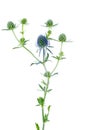 Blue eryngo flower isolated on white Royalty Free Stock Photo