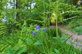 Blue european columbine (Aquilegia vulgaris) flower