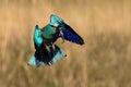 Blue european roller flying with a catch in beak in spring.