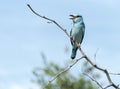 Blue european roller in kruger national park