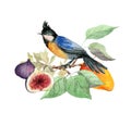 Blue exotic bird with summer fruits on branch with leaves. Watercolor drawing, summer card beautiful illustration