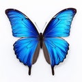 Blue exotic butterfly