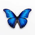 Blue exotic butterfly