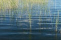 Blue expanse of lake with water reed growing out of the water