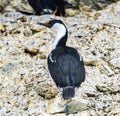 Blue Eye Anarctic Shag Paradise Bay Skintorp Cove Antarctica