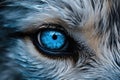 Blue eye of a fox close up. Blue eye of a fox, close up of super bright blue wolf eyes extreme detail, AI Generated