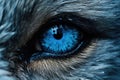 blue eye of a fox close-up. tinted. tinted, close up of super bright blue wolf eyes extreme detail, AI Generated Royalty Free Stock Photo