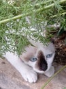 Blue eye himalayan cats Royalty Free Stock Photo