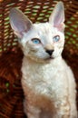 Blue-eye kitten in basket