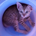 A blue eye kitten sitting inside a bucket