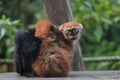 Blue-eye lemur does gimastic on a shelf