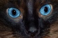 Serious Surprised Look Of Siamese Cat Close-up