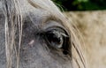 Blue eye of a white Spanish horse close up Royalty Free Stock Photo